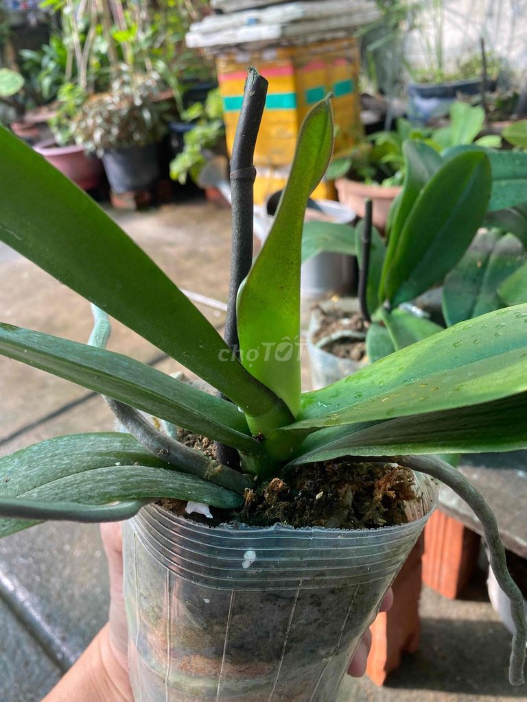 Thanh lý 10 chậu lan hồ điệp tím con. Mua bán Cây cảnh, đồ trang trí tại Quận 12 Tp Hồ Chí Minh được đăng bởi Mr Thông hình 1