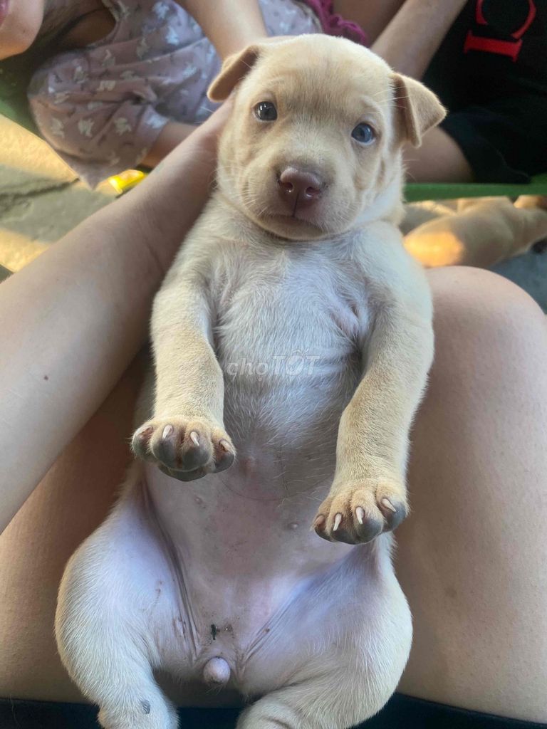 Chó cảnh cái 2 tháng. Mua bán Chó tại Huyện Hóc Môn Tp Hồ Chí Minh được đăng bởi rảnh háng đừng nhắn tin mắc công trả lời hình 1