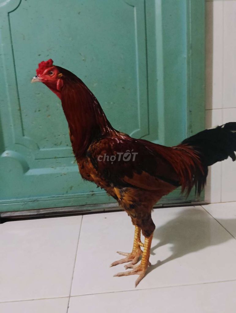 Điều vàng đuôi lao 2k850 tay tốt