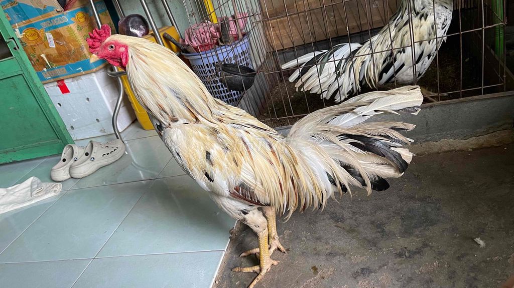 3,4kg. Mua bán Gà tại Quận 12 Tp Hồ Chí Minh được đăng bởi Thùy vân hình 1