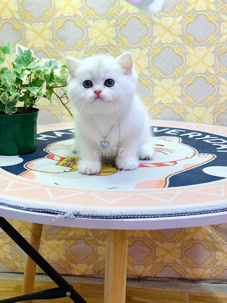 mèo anh lông ngắn trắng mắt xanh. Mua bán Mèo tại Quận 1 Tp Hồ Chí Minh được đăng bởi Như Ý hình 1