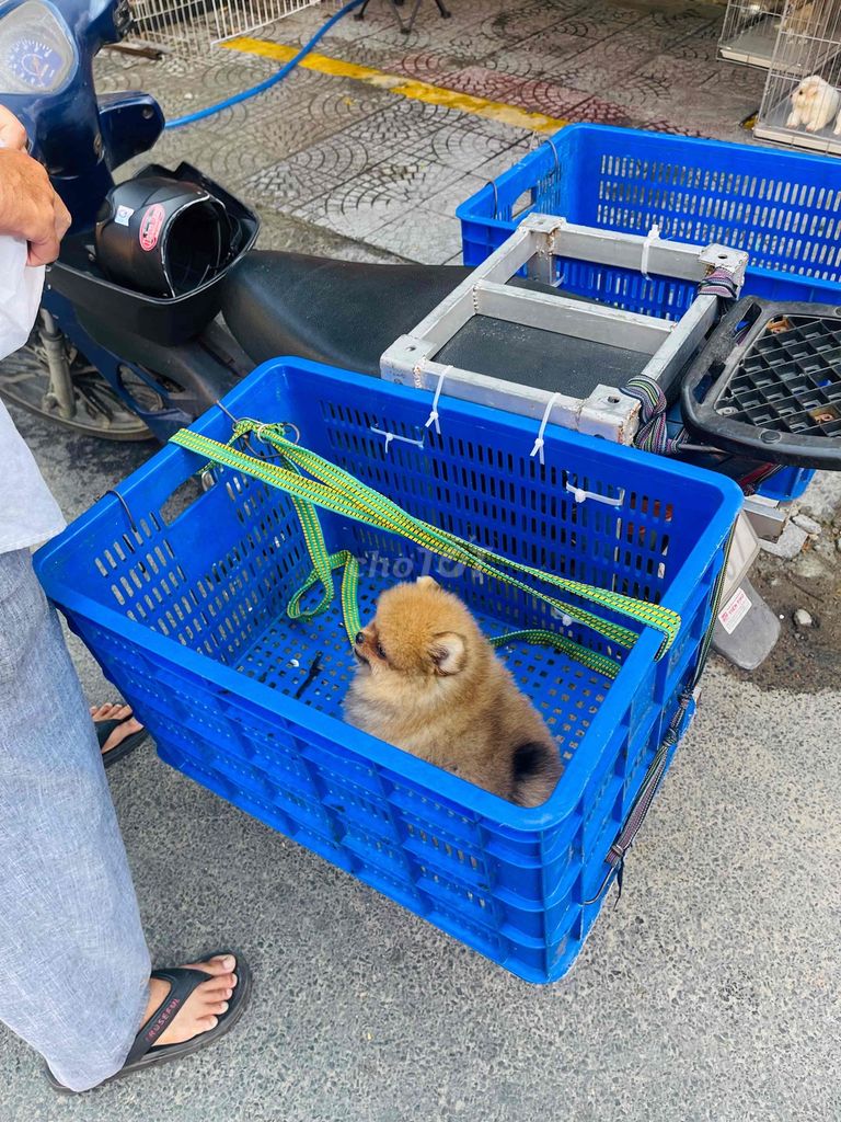 Chó Pom thái teacup 2 tháng có giấy. Mua bán Chó tại Quận Thanh Khê Đà Nẵng được đăng bởi Chaien Pet Shop hình 1