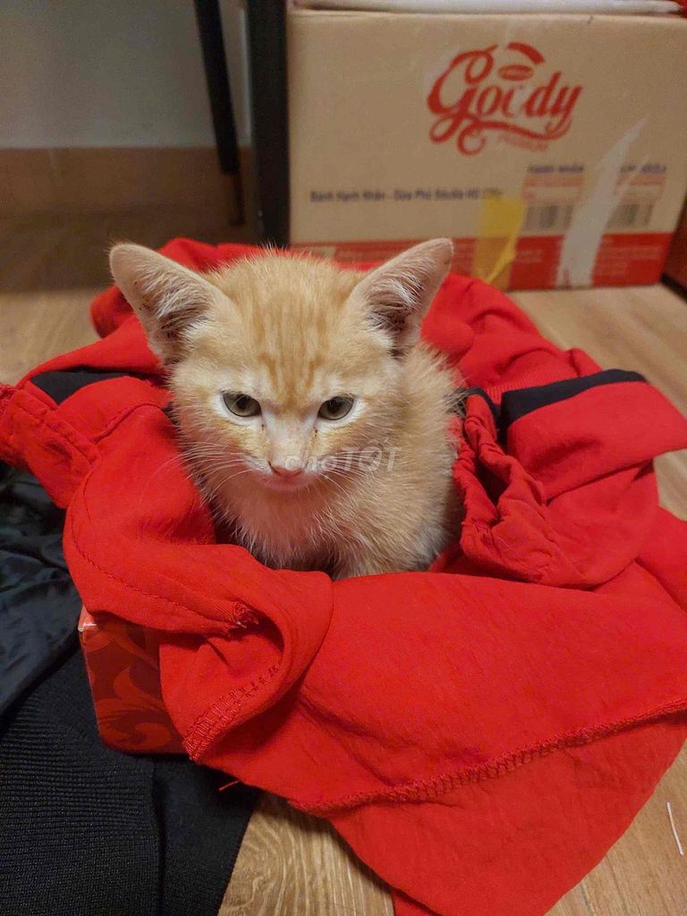 Mèo con Vàng cam Khỏe mạnh. Mua bán Mèo tại Quận Thanh Xuân Hà Nội được đăng bởi nguyễn quang huy hình 1