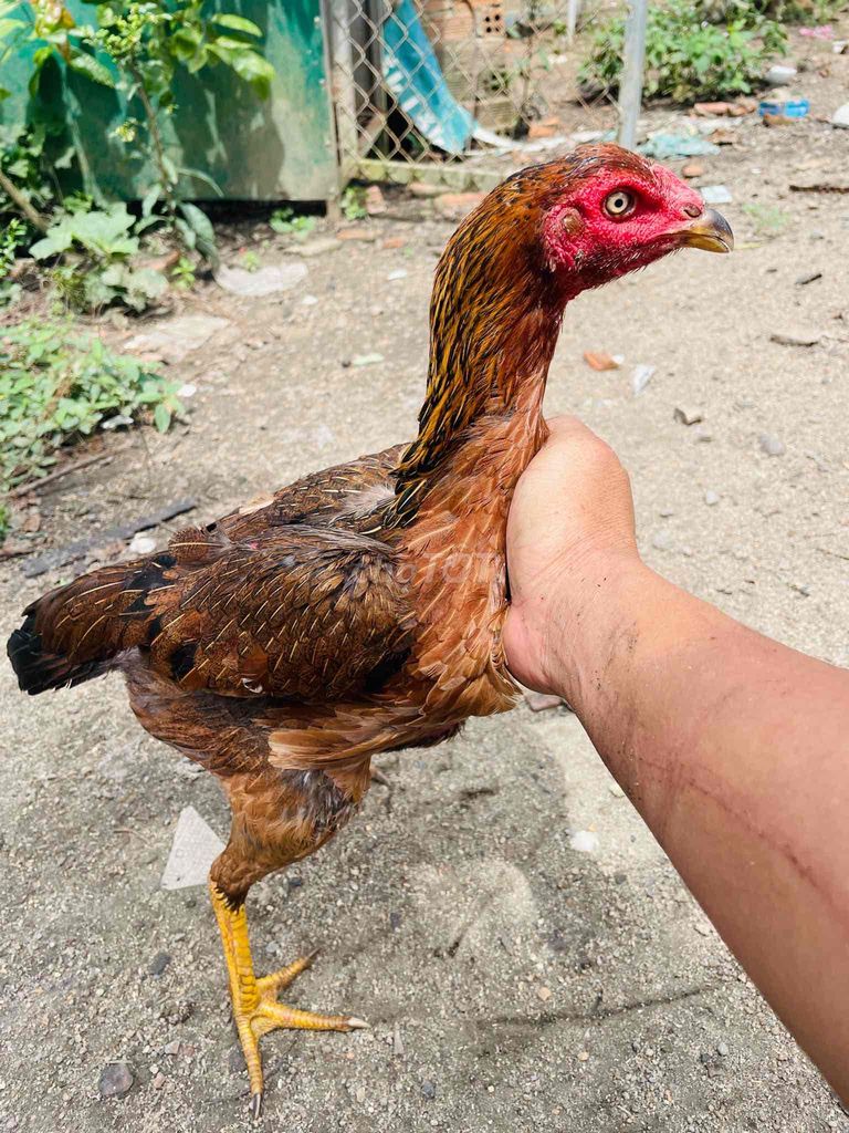 Gà mái kèo cứng