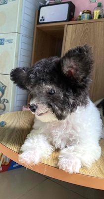 Chó Poodle bò xám đực 3.5 tháng đã tiêm 2mũi