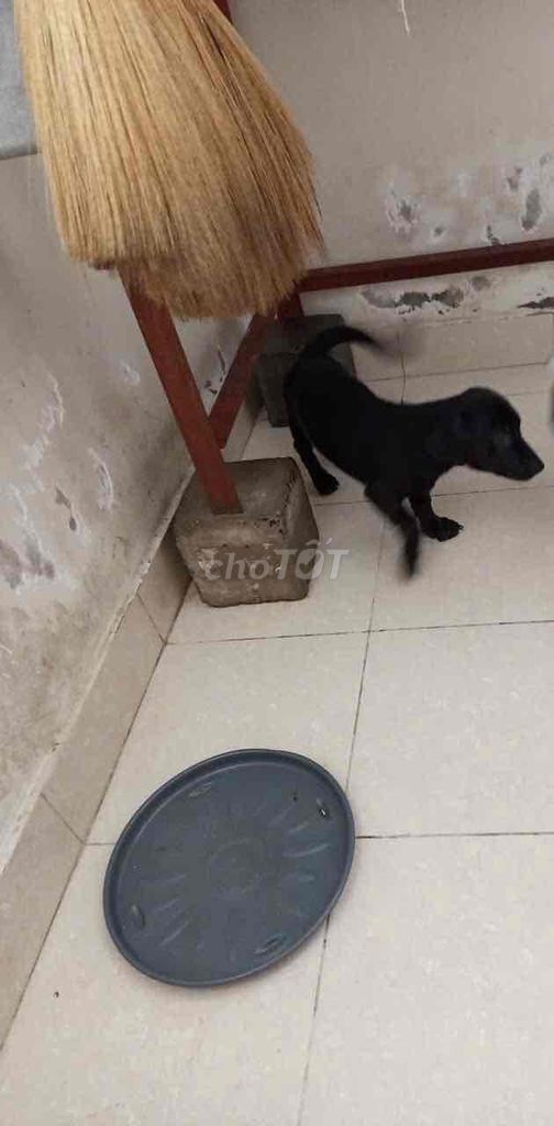 Chó màu đen mun. Mua bán Chó tại Quận 10 Tp Hồ Chí Minh được đăng bởi Nguyễn thị hồng đào  hình 1