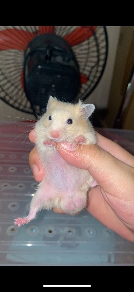 hamsters bear