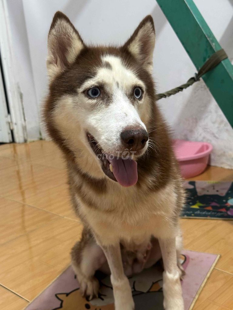 Chó Husky Nâu trắng. Mua bán Chó tại Huyện Krông Búk Đắk Lắk được đăng bởi Thai Nguyen hình 1