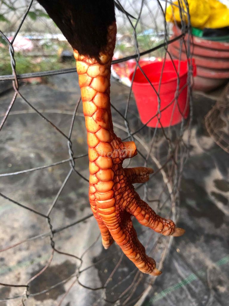 gà điều chan trắng 2kg8