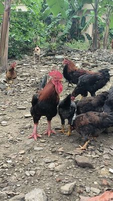 Gà bộ đội cho ae nuôi làm giống. Mua bán Gà tại Quận Liên Chiểu Đà Nẵng được đăng bởi Lê thướng
