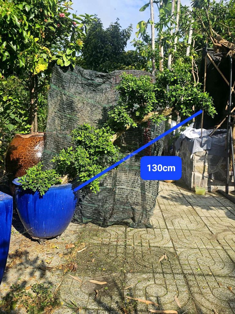 Cây Nguyệt quế hoa thơm 130cm. Mua bán Cây cảnh, đồ trang trí tại Thành phố Thủ Dầu Một Bình Dương được đăng bởi A Vỹ hình 1