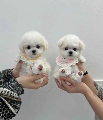 poodle trắng  teacup 4 tháng đã vacxin