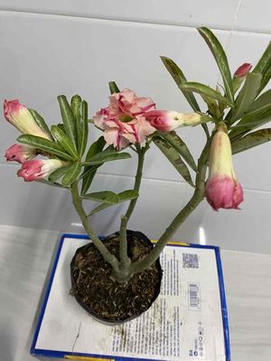 hoa sứ hạt. Mua bán Cây cảnh, đồ trang trí tại Quận 4 Tp Hồ Chí Minh được đăng bởi Nga Trần
