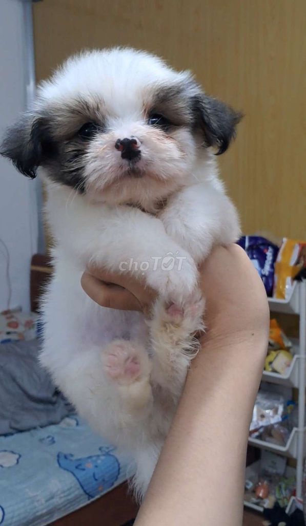 Chó Shihtzu lai Phốc 2 tháng. Mua bán Chó tại Quận Tân Bình Tp Hồ Chí Minh được đăng bởi Nguyễn hình 1