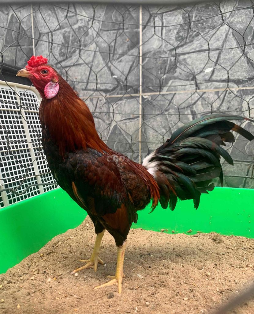 Điều sil mỹ 1kg3 zin 100% 🐓