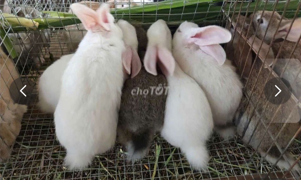 Thỏ thịt Trắng Xám Nâu. Mua bán Thú cưng khác tại Huyện An Phú An Giang được đăng bởi Phong Vân  hình 1