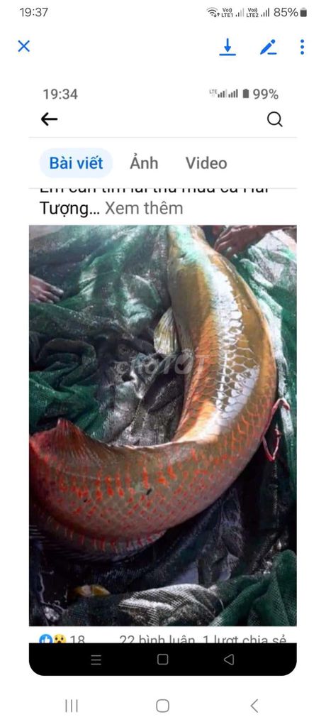 Cá Hải Tượng long tại L.An