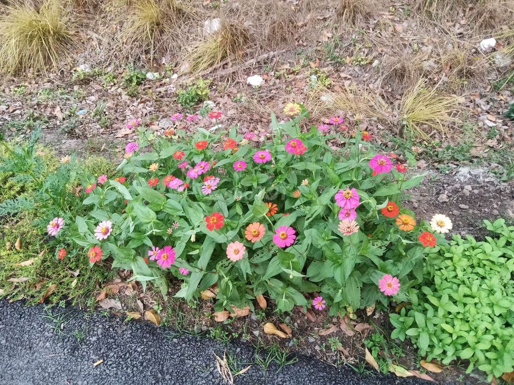 Chó con Đen Cái, Đực. Mua bán Chó tại Huyện Củ Chi Tp Hồ Chí Minh được đăng bởi Nga hình 1