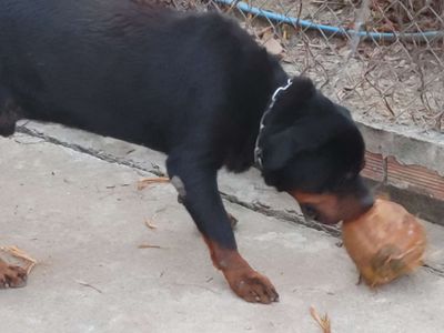 Chó Rottweiler đực trưởng thành. Mua bán Chó tại Thành phố Biên Hòa Đồng Nai được đăng bởi Nhân Rottweiler 