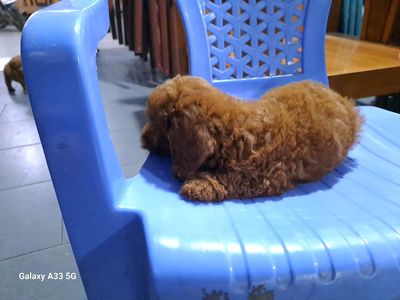 Poodle tini tìm chủ yêu thương.. Mua bán Chó tại Thành phố Thủ Đức Tp Hồ Chí Minh được đăng bởi Truong Minh Chau hình 1