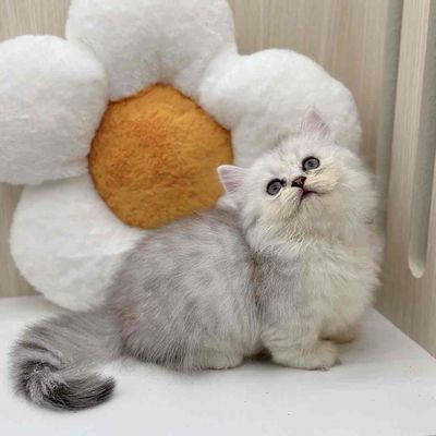 munchkin silver. Mua bán Mèo tại Huyện Hoài Đức Hà Nội được đăng bởi Ngọc Ngọc