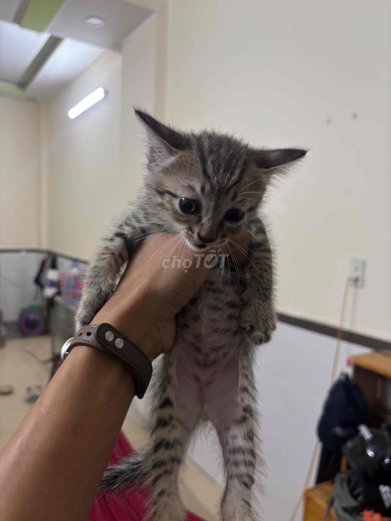 Cho Mèo con Đen, vằn. Mua bán Mèo tại Thành phố Thủ Đức Tp Hồ Chí Minh được đăng bởi Nguyễn Anh Quân hình 1