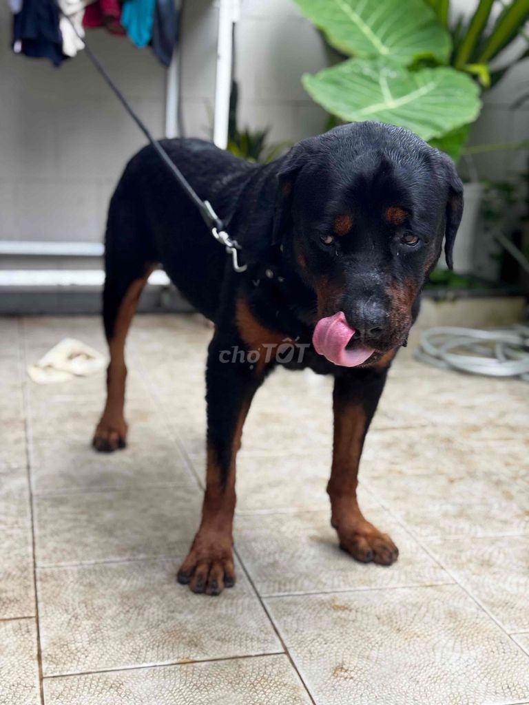 Chó Rottweiler trên 1 tuổi đã huấn luyện. Mua bán Chó tại Thành phố Thủ Đức Tp Hồ Chí Minh được đăng bởi Cas Tuấn Anh hình 6
