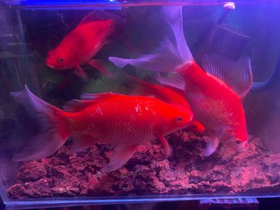 thanh lý 4 em cá chép nhật mập ú nu size hơn 20cm. Mua bán Thú cưng khác tại Thành phố Thủ Đức Tp Hồ Chí Minh được đăng bởi Nguyen Chuong Ha
