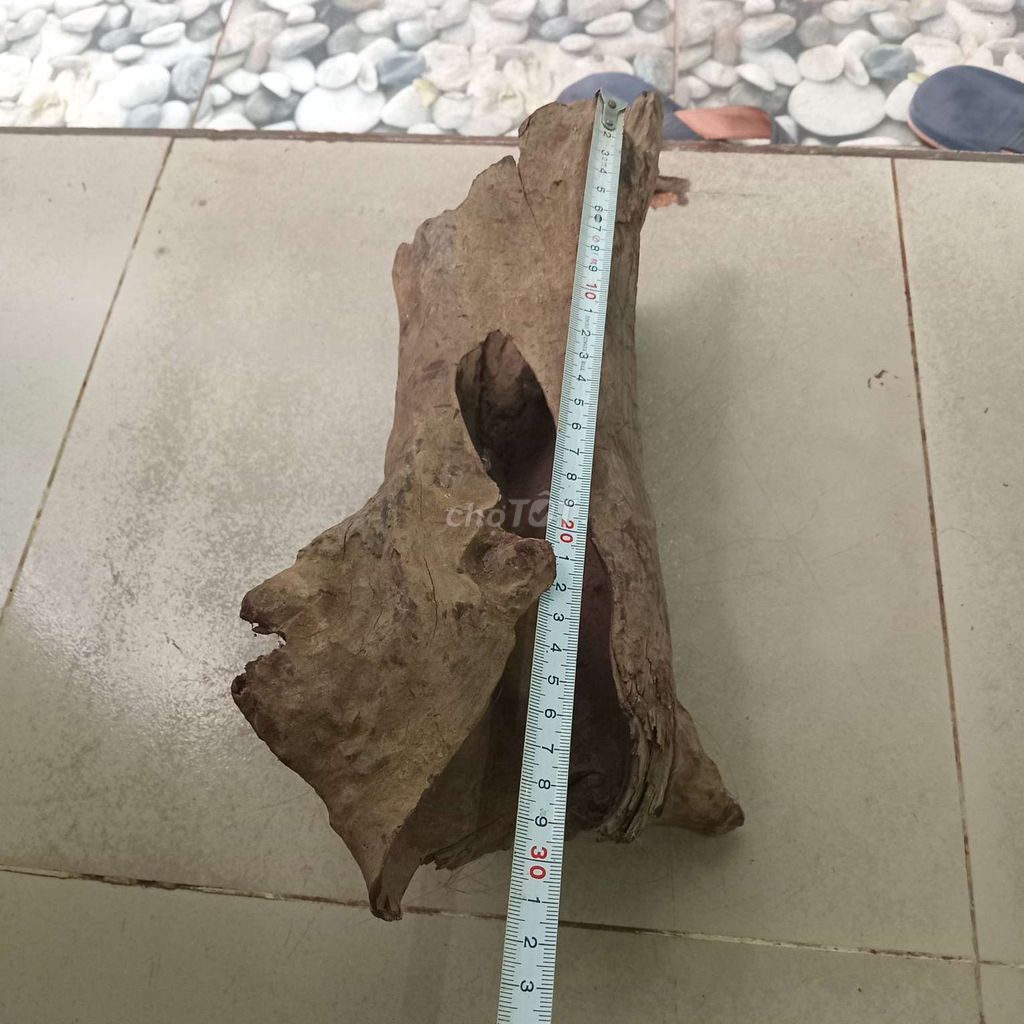 Gỗ lũa trắc ghép lan tiểu cảnh. Mua bán Cây cảnh, đồ trang trí tại Quận Tân Bình Tp Hồ Chí Minh được đăng bởi Lê Hữu Nguyên hình 1