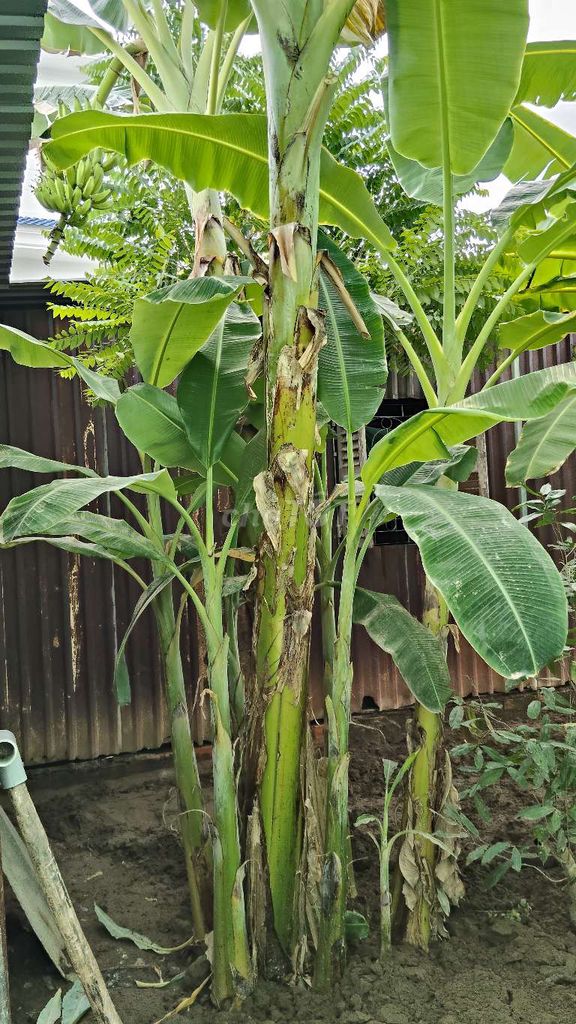 Cây Chuối Dong con 9 cây. Mua bán Cây cảnh, đồ trang trí tại Huyện Phong Điền Cần Thơ được đăng bởi Võ Tuấn Đạt hình 1
