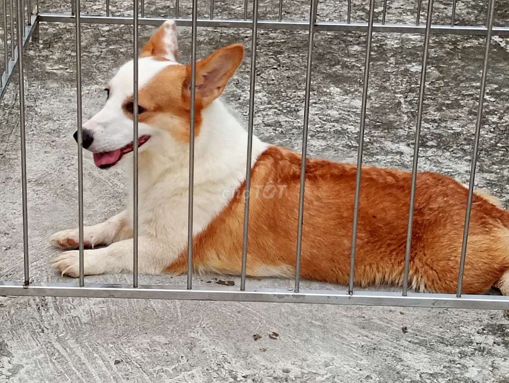 Chó Corgi Cái Trắng Nâu Thân thiện. Mua bán Chó tại Thành phố Rạch Giá Kiên Giang được đăng bởi Nhân Rottweiler  hình 1