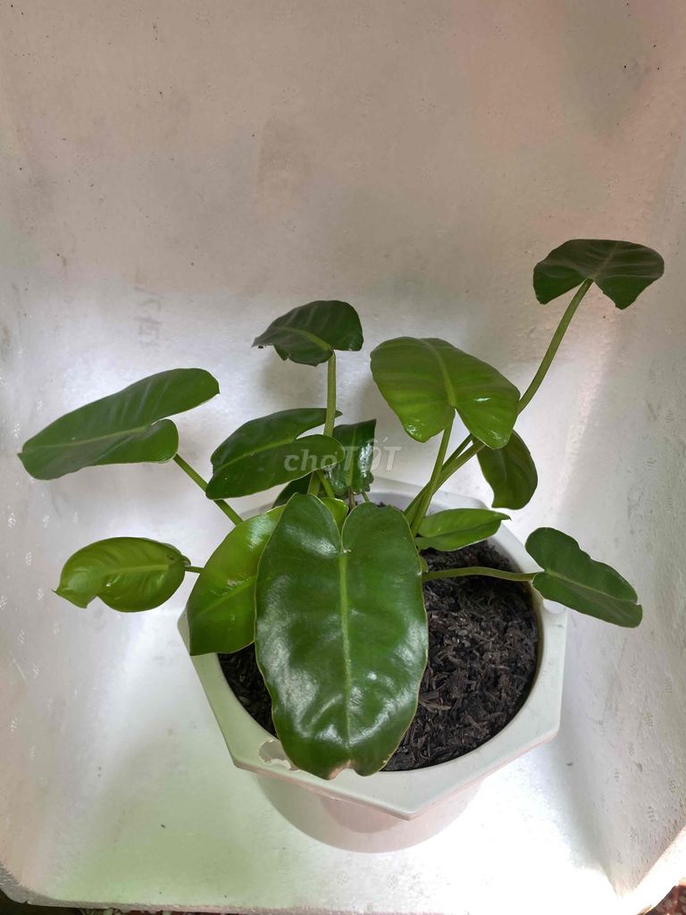 trầu bà tỷ phú. Mua bán Cây cảnh, đồ trang trí tại Quận 10 Tp Hồ Chí Minh được đăng bởi Khang Huy hình 1