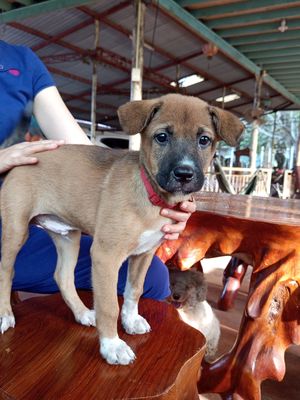 Chó 2 tháng tuổi màu Nâu. Mua bán Chó tại Thành phố Vũng Tàu Bà Rịa - Vũng Tàu được đăng bởi NGUYỄN THỊ BAN