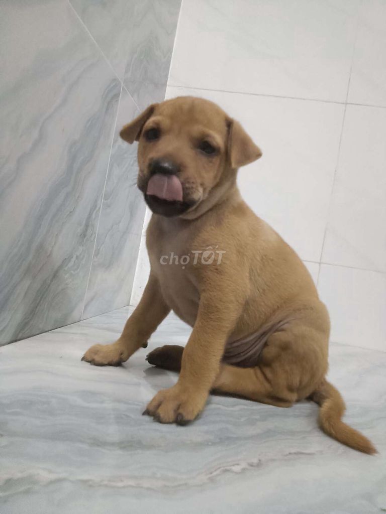 Chó Pitbull f1 đực lông vàng đậm đã biết sủa. Mua bán Chó tại Quận 6 Tp Hồ Chí Minh được đăng bởi Tăng Chí Lương  hình 1