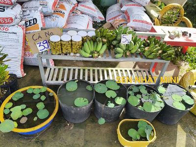 Chuối 10k 2 nải. Mua bán Đồ ăn, thực phẩm và các loại khác tại Huyện Châu Thành Sóc Trăng được đăng bởi NHAKINHDOANH