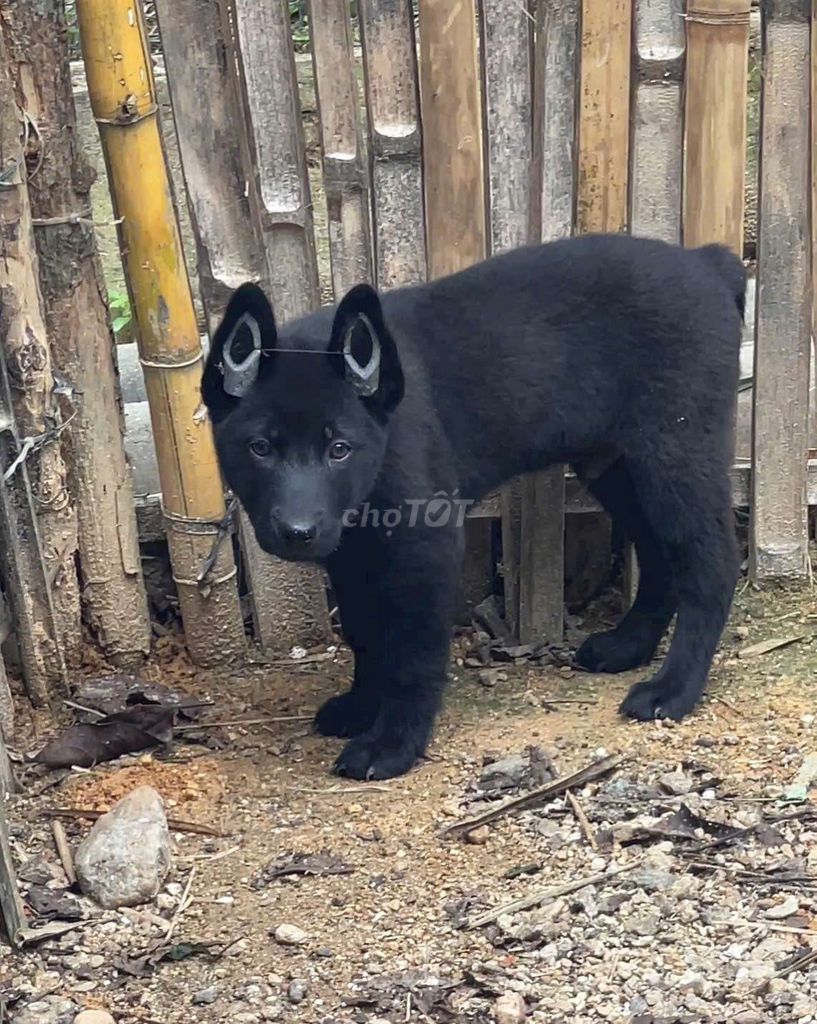 Chó Đen tuyền Đực. Mua bán Chó tại Thành phố Thủ Đức Tp Hồ Chí Minh được đăng bởi cho H mong hình 1