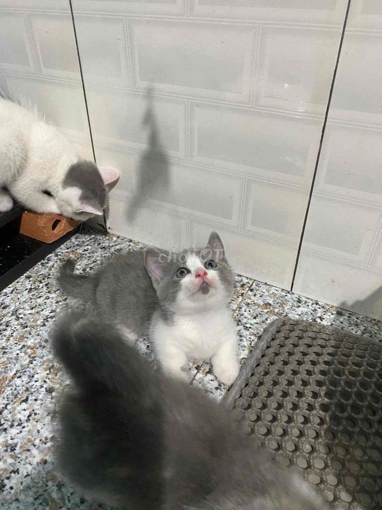 Mèo Munchkin đực nhà đẻ giá rẻ tại thủ đức tphcm. Mua bán Mèo tại Thành phố Thủ Đức Tp Hồ Chí Minh được đăng bởi phạm thị hồng xuân hình 1