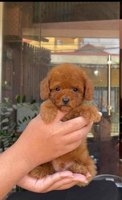 Chó Poodle nâu đỏ