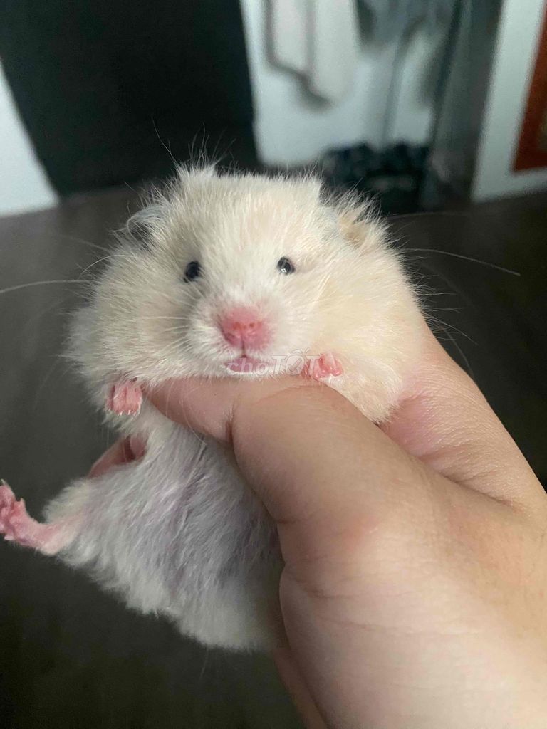 cần gả mấy em Hamster bear. Mua bán Thú cưng khác tại Quận 6 Tp Hồ Chí Minh được đăng bởi Tường Vy hình 1