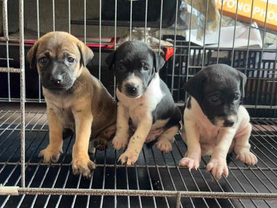 3 bé chó con lai dễ thuơng