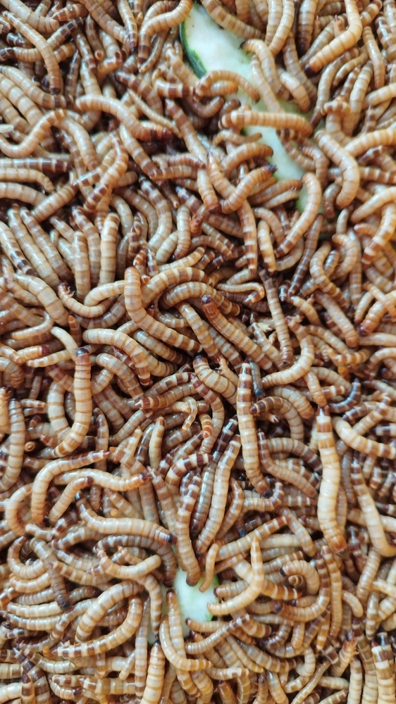 Sâu rồng - superworm Củ Chi - Chợ Tốt - Website Mua Bán, Rao Vặt Trực ...