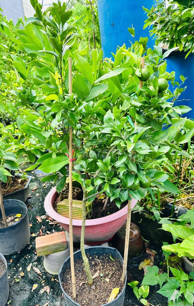Quýt đường cây khoẻ đang trái. Mua bán Cây cảnh, đồ trang trí tại Quận Gò Vấp Tp Hồ Chí Minh được đăng bởi Vườn Kiểng Nhà Nị Ny hình 1