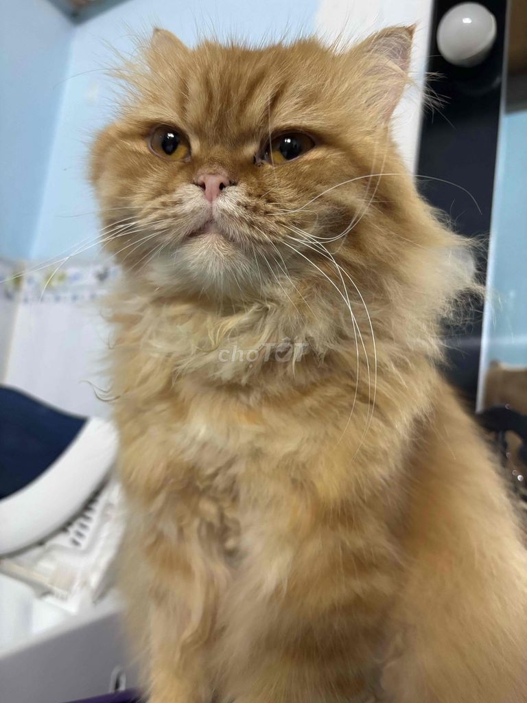 Mèo Ba Tư Vàng kem. Mua bán Mèo tại Quận Tân Bình Tp Hồ Chí Minh được đăng bởi Kim Nhung Nguyễn hình 1