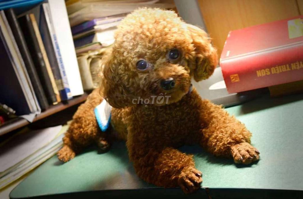 Phối giống chó poodle màu nâu đỏ