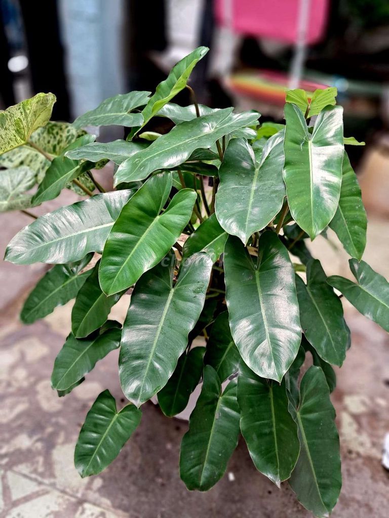 Chậu Trầu bà Tỷ phú, én, paraiso. Mua bán Cây cảnh, đồ trang trí tại Quận 4 Tp Hồ Chí Minh được đăng bởi Khánh Ngân hình 1