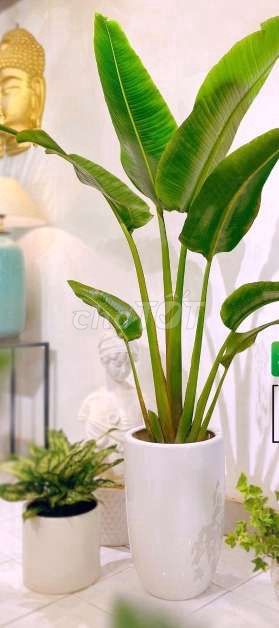 Cây chuối quạt 💚dáng đẹp💚, trồng đâu 💚cũng đẹp. Mua bán Cây cảnh, đồ trang trí tại Quận Gò Vấp Tp Hồ Chí Minh được đăng bởi Tô Kem  hình 1