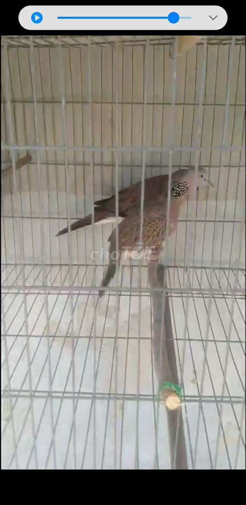 Chim cu gáy Malai Cái đã đẻ. Mua bán Chim tại Quận 12 Tp Hồ Chí Minh được đăng bởi Phuc Ky hình 1