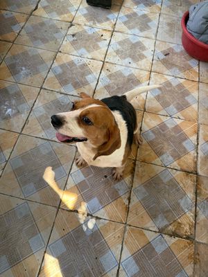 Chó Beagle cái đang salo