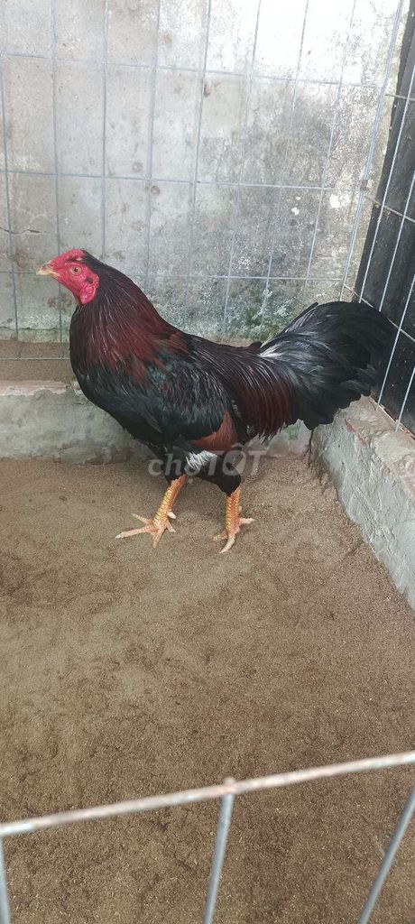 Gà chọi trống Điều mật 2.55 kg. Mua bán Gà tại Quận Bình Thuỷ Cần Thơ được đăng bởi Trung Le hình 1