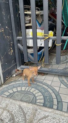 Chó Phốc hươu đực cái 2.5 tháng